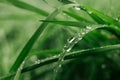 Large beautiful drops of rain water on a green leaf grass macro Royalty Free Stock Photo