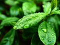 Large beautiful drops of rain water morning dew on a green leaves