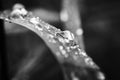 Large beautiful drops of transparent rain water on a brown orange leaf macro. Drops of dew in the morning on winter. Beautiful Royalty Free Stock Photo