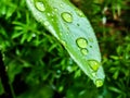 Large beautiful drops of transparent rain water on green leaf, background nature Royalty Free Stock Photo