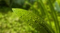 Large beautiful drops of transparent rain water a green green leaf. Drops of dew or water drop in the morning glow by the sun. Royalty Free Stock Photo