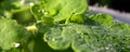 Large beautiful drops of transparent rain water on a green leaf macro. Drops of dew in the morning glow in the sun. Beautiful leaf Royalty Free Stock Photo