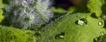 Large beautiful drops of transparent rain water on a green leaf macro. Drops of dew in the morning glow in the sun. Beautiful leaf Royalty Free Stock Photo