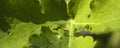 Large beautiful drops of transparent rain water on a green leaf macro. Drops of dew in the morning glow in the sun. Beautiful leaf Royalty Free Stock Photo