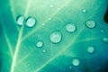 Beautiful breen leaf and morning dew drops. Nature texture background. Green leaf and green environment Royalty Free Stock Photo