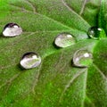 Large beautiful drops of transparent rain water on a green leaf macro. Drops of dew in the morning glow in the sun. Beautiful leaf Royalty Free Stock Photo