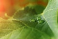 Large beautiful drops of transparent rain water on a green leaf macro. Drops of dew in the morning glow in the sun. Beautiful leaf Royalty Free Stock Photo