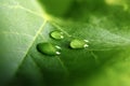 Large beautiful drops of transparent rain water on a green leaf macro. Drops of dew in the morning glow in the sun. Beautiful leaf Royalty Free Stock Photo