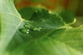 Large beautiful drops of transparent rain water on a green leaf macro. Drops of dew in the morning glow in the sun. Beautiful leaf Royalty Free Stock Photo