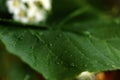 Large beautiful drops of transparent rain water on a green leaf macro. Drops of dew in the morning glow in the sun. Beautiful leaf Royalty Free Stock Photo