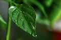 Large beautiful drops of transparent rain water on a green leaf macro. Drops of dew in the morning glow in the sun. Beautiful leaf Royalty Free Stock Photo