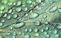 Large beautiful drops of transparent rain water on a green leaf macro. Drops of dew in the morning glow in the sun Royalty Free Stock Photo