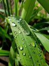 Large beautiful drops of transparent rain water on a green leaf macro. Drops of dew in the morning glow in the sun Royalty Free Stock Photo