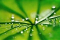 Large beautiful drops of transparent rain water on a green leaf macro. Droplets of water, generative ai Royalty Free Stock Photo
