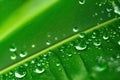 Large beautiful drops of transparent rain water on a green leaf macro. Droplets of water, generative ai Royalty Free Stock Photo