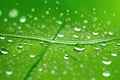 Large beautiful drops of transparent rain water on a green leaf macro. Droplets of water, generative ai Royalty Free Stock Photo