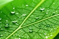 Large beautiful drops of transparent rain water on a green leaf macro. Droplets of water sparkle glare in morning sun, generative Royalty Free Stock Photo