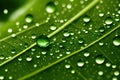 Large beautiful drops of transparent rain water on a green leaf macro. Droplets of water, generative ai Royalty Free Stock Photo