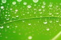 Large beautiful drops of transparent rain water on a green leaf macro. Droplets of water, generative ai Royalty Free Stock Photo