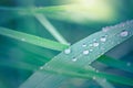 Inspirational nature background, morning dew drops on green grass, macro nature. Beautiful closeup nature Royalty Free Stock Photo