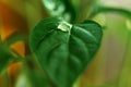 Large beautiful drops of transparent rain water on a green leaf macro. Drops of dew in the morning glow in the sun. Beautiful leaf Royalty Free Stock Photo