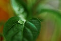 Large beautiful drops of transparent rain water on a green leaf macro. Drops of dew in the morning glow in the sun. Beautiful leaf Royalty Free Stock Photo