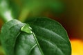 Large beautiful drops of transparent rain water on a green leaf macro. Drops of dew in the morning glow in the sun. Beautiful leaf Royalty Free Stock Photo