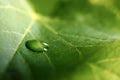 Large beautiful drops of transparent rain water on a green leaf macro. Drops of dew in the morning glow in the sun. Beautiful leaf Royalty Free Stock Photo