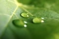 Large beautiful drops of transparent rain water on a green leaf macro. Drops of dew in the morning glow in the sun. Beautiful leaf Royalty Free Stock Photo