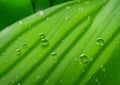 Large beautiful drops of transparent rain water on a green leaf macro Royalty Free Stock Photo