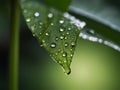 Large beautiful drops of transparent rain water on a green leaf macro. Royalty Free Stock Photo