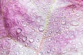 Large beautiful drops of transparent rain water on a pink flower macro.