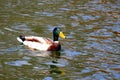 A large beautiful duck, drake swim in water lake. Duck meat, food. Bird hunting. Poultry farm in village. Waterfowl Royalty Free Stock Photo