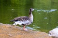 Beautiful duck standing on the lake shore. Duck meat, food. Bird hunting. Poultry, farm in the village. Waterfowl birds