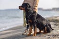 A dog of the Rottweiler breed sits near the hostess in a jacket on the beach against the backdrop of the sea Royalty Free Stock Photo