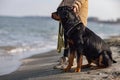 A dog of the Rottweiler breed sits near the hostess in a jacket on the beach against the backdrop of the sea Royalty Free Stock Photo