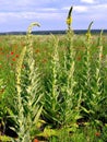 A large, beautiful field is covered with flowers. Here there are red poppies, and yellow mallow and other herbs and Royalty Free Stock Photo