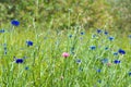 A large and beautiful field full of blue corn flowers and other wildflowers Royalty Free Stock Photo