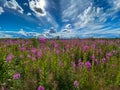 Large, beautiful field of willow-herb-on flowers  a background of blue sky and clouds Royalty Free Stock Photo