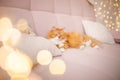 A large beautiful ginger cat lies on a beige sofa with Christmas lights bokeh on the background
