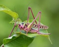 A large and beautiful grasshopper sits on a green leaf. Royalty Free Stock Photo