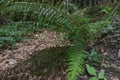 Large, beautiful and green ferns in the forest along the way to the Kozya Stena hut.