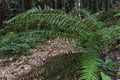 Large, beautiful and green ferns in the forest along the way to the Kozya Stena hut. The mountain in the central Balkan astonishes