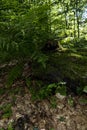 Large, beautiful and green ferns in the forest along the way to the Kozya Stena hut.