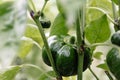 A large beautiful green sweet pepper grows on the bush. A healthy vegetable rich in fiber, vitamins and minerals. Vegetarian food