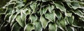 Large beautiful hosta leaves with water drops. Plant after rain