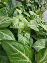 Large and beautiful leaves of the Syngonium with lines and patterns