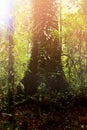 Large beautiful lonely tree in the rain forest of the Borneo Island. Symbiosis of plants. Image in green colors