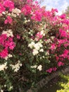 A large beautiful lush shrub, an exotic tropical plant with white and purple, pink flowers with delicate petals, a natural decorat