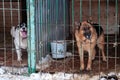 A large, beautiful, menacing dog in a doghouse at a homeless shelter poked its head out of the cage